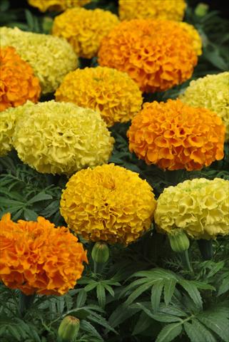 Foto de variedad de flores para ser usadas como: Maceta o cesta de trasplante Tagetes erecta Taishan Mix