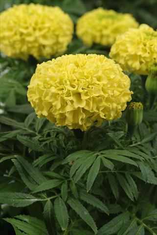 Foto de variedad de flores para ser usadas como: Maceta o cesta de trasplante Tagetes erecta Taishan Yellow