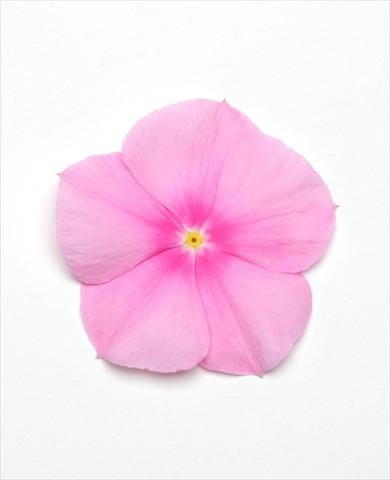 Foto de variedad de flores para ser usadas como: Maceta y planta de temporada Catharanthus roseus - Vinca Titan Icy Pink