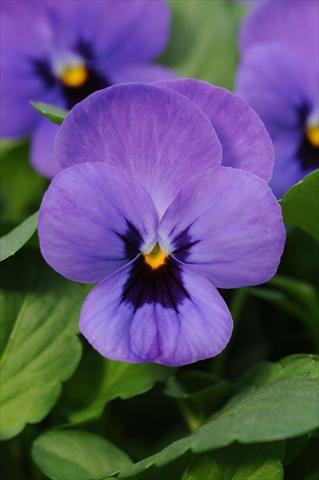 Foto de variedad de flores para ser usadas como: Maceta y planta de temporada Viola cornuta Sorbet™ Blue Blotch XP