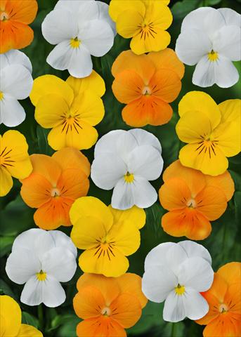 Foto de variedad de flores para ser usadas como: Maceta y planta de temporada Viola cornuta Sorbet™ Citrus Mix XP