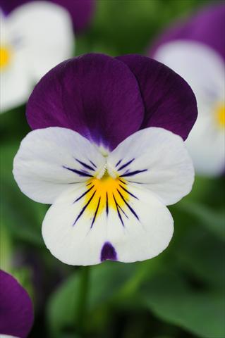 Foto de variedad de flores para ser usadas como: Maceta y planta de temporada Viola cornuta Sorbet™ Coconut Duet XP