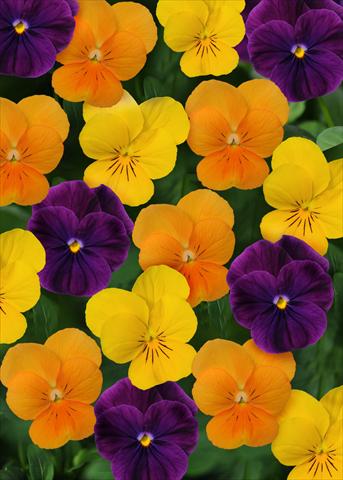 Foto de variedad de flores para ser usadas como: Maceta y planta de temporada Viola cornuta Sorbet™ Harvest Mix XP