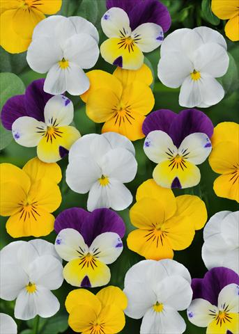 Foto de variedad de flores para ser usadas como: Maceta y planta de temporada Viola cornuta Sorbet™ Lemon Parfait Mix XP