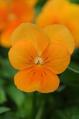 Foto de variedad de flores para ser usadas como: Maceta y planta de temporada Viola cornuta Sorbet™ Orange XP