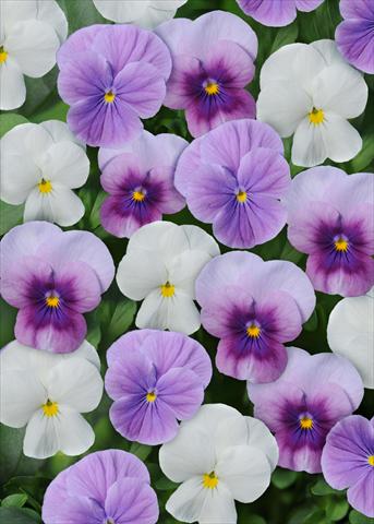 Foto de variedad de flores para ser usadas como: Maceta y planta de temporada Viola cornuta Sorbet™ Orchidberry Frost Mix Xp