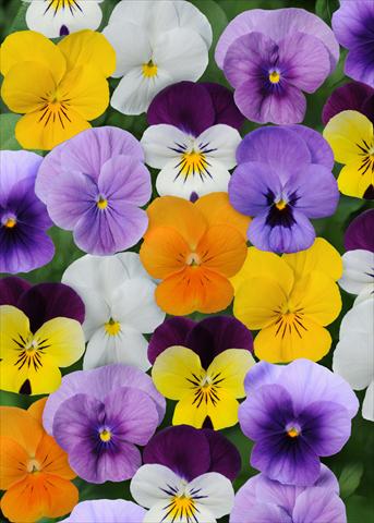 Foto de variedad de flores para ser usadas como: Maceta y planta de temporada Viola cornuta Sorbet™ Select Mix XP