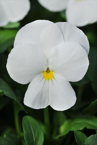Foto de variedad de flores para ser usadas como: Maceta y planta de temporada Viola cornuta Sorbet™ White XP