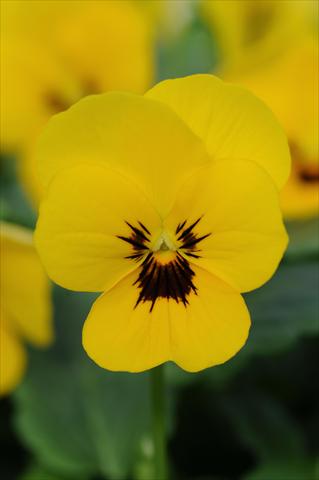 Foto de variedad de flores para ser usadas como: Maceta y planta de temporada Viola cornuta Sorbet™ Yellow Blotch XP