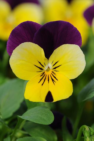 Foto de variedad de flores para ser usadas como: Maceta y planta de temporada Viola cornuta Sorbet™ Yellow Duet XP