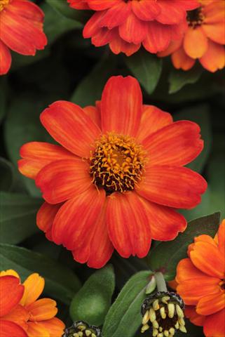 Foto de variedad de flores para ser usadas como: Maceta y planta de temporada Zinnia marylandica Zahara Fire