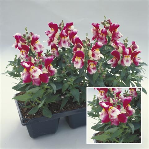Foto de variedad de flores para ser usadas como: Planta de temporada / borde del macizo Antirrhinum majus Floral Showers Wine Bicolour Imp