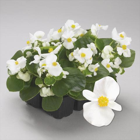 Foto de variedad de flores para ser usadas como: Planta de temporada / borde del macizo Begonia semperflorens Emperor White Imp