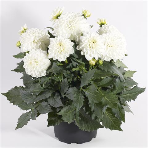 Foto de variedad de flores para ser usadas como: Maceta y planta de temporada Dahlia Maxi Dalina Lopez