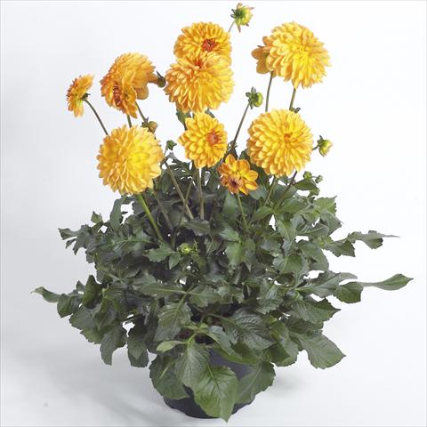 Foto de variedad de flores para ser usadas como: Maceta y planta de temporada Dahlia Maxi Dalina Novia