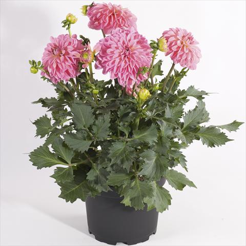 Foto de variedad de flores para ser usadas como: Maceta y planta de temporada Dahlia Maxi Dalina Zamora