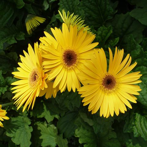 Foto de variedad de flores para ser usadas como: Maceta Gerbera jamesonii Festival Yellow with Eye