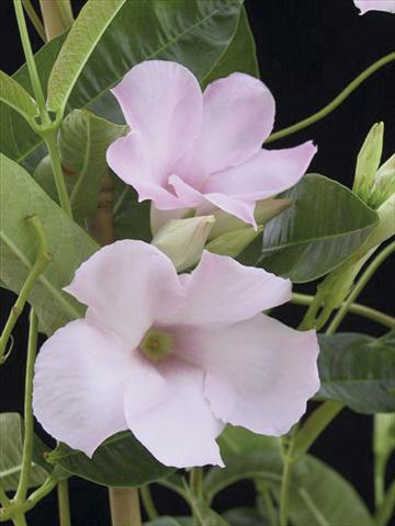 Foto de variedad de flores para ser usadas como: Patio, Maceta Dipladenia (Mandevilla) Cotton Candy