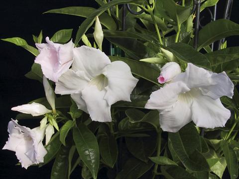 Foto de variedad de flores para ser usadas como: Patio, Maceta Dipladenia (Mandevilla) White Velvet