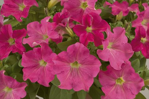Foto de variedad de flores para ser usadas como: Maceta, planta de temporada, patio Petunia Ray Candy Pink