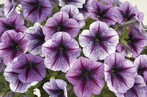 Foto de variedad de flores para ser usadas como: Maceta, planta de temporada, patio Petunia Ray Purple Vein