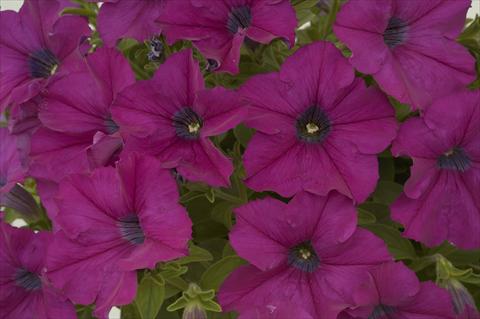 Foto de variedad de flores para ser usadas como: Maceta, planta de temporada, patio Petunia Ray Purple