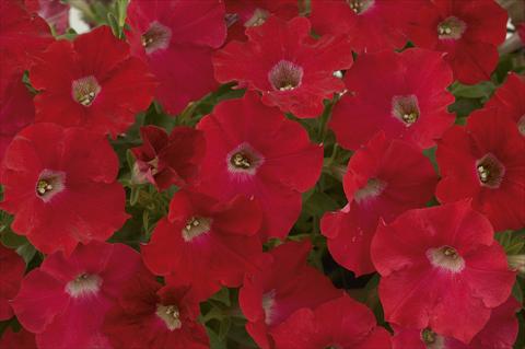 Foto de variedad de flores para ser usadas como: Maceta, planta de temporada, patio Petunia Ray Red
