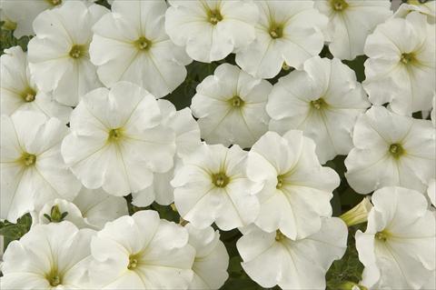 Foto de variedad de flores para ser usadas como: Maceta, planta de temporada, patio Petunia Ray White