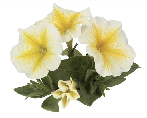 Foto de variedad de flores para ser usadas como: Maceta, planta de temporada, patio Petunia Ray Yellow