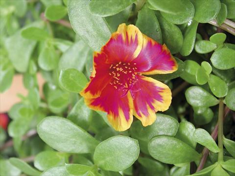 Foto de variedad de flores para ser usadas como: Planta de temporada, patio, Tarrina de colgar Portulaca Sono Fire Bicolor