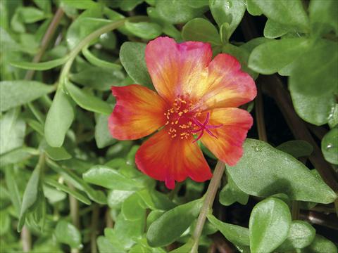 Foto de variedad de flores para ser usadas como: Planta de temporada, patio, Tarrina de colgar Portulaca Sono Scarlet