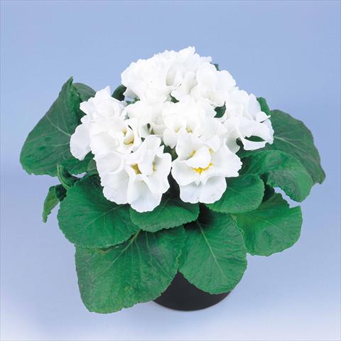 Foto de variedad de flores para ser usadas como: Maceta y planta de temporada Primula acaulis, veris, vulgaris Rosanna White Imp