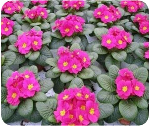 Foto de variedad de flores para ser usadas como: Maceta y planta de temporada Primula acaulis, veris, vulgaris Daniella Neon Rose