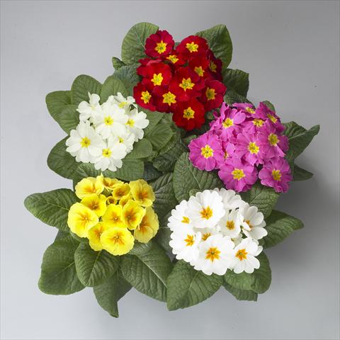 Foto de variedad de flores para ser usadas como: Maceta y planta de temporada Primula acaulis, veris, vulgaris Dawn Mix
