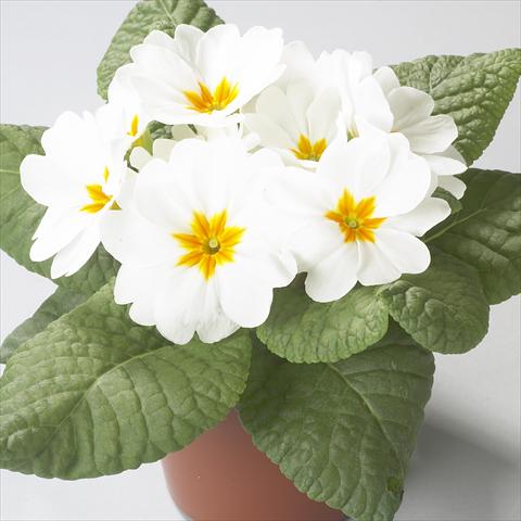 Foto de variedad de flores para ser usadas como: Maceta y planta de temporada Primula acaulis, veris, vulgaris Dawn White