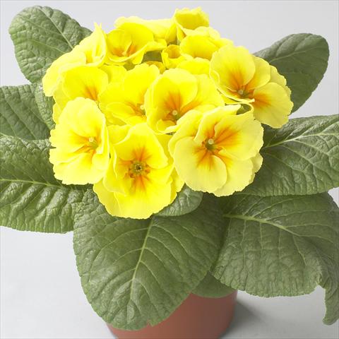 Foto de variedad de flores para ser usadas como: Maceta y planta de temporada Primula acaulis, veris, vulgaris Dawn Yellow