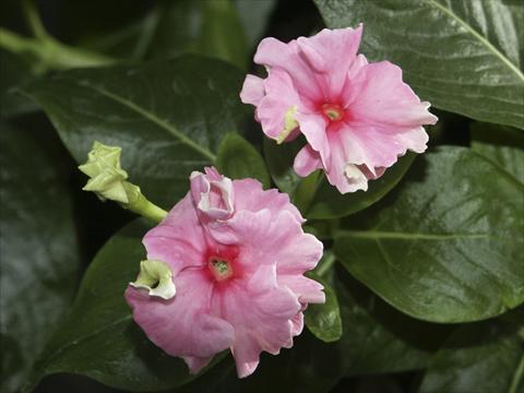 Foto de variedad de flores para ser usadas como: Maceta y planta de temporada Catharanthus roseus - Vinca Tutu