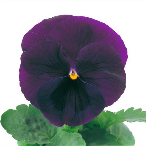 Foto de variedad de flores para ser usadas como: Maceta y planta de temporada Viola wittrockiana Power Purple with Blotch Imp