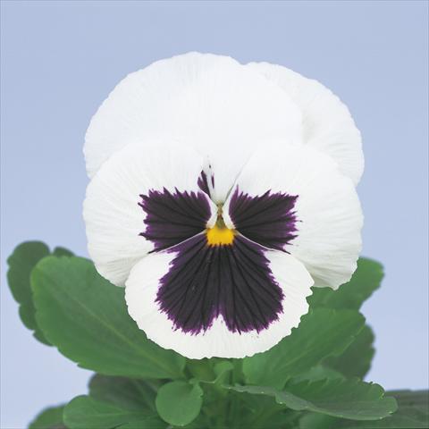 Foto de variedad de flores para ser usadas como: Maceta y planta de temporada Viola wittrockiana Power White with Blotch Imp