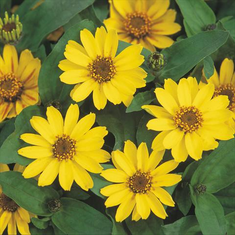 Foto de variedad de flores para ser usadas como: Maceta Zinnia hybrida Profusion Yellow
