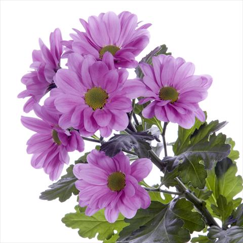 photo of flower to be used as: Pot and bedding Chrysanthemum Amadea