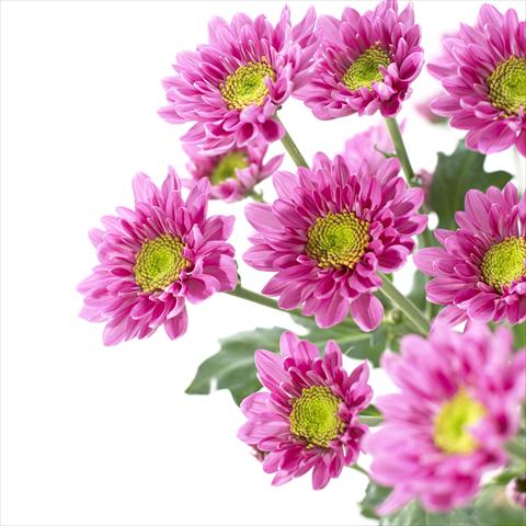 Foto de variedad de flores para ser usadas como: Maceta y planta de temporada Chrysanthemum Amazon