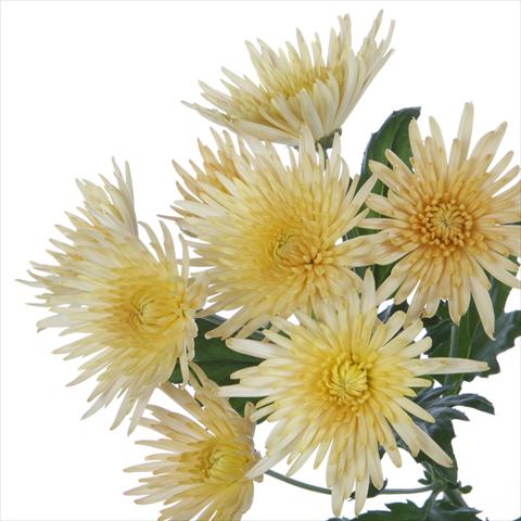 Foto de variedad de flores para ser usadas como: Maceta y planta de temporada Chrysanthemum Anastasia Bronze