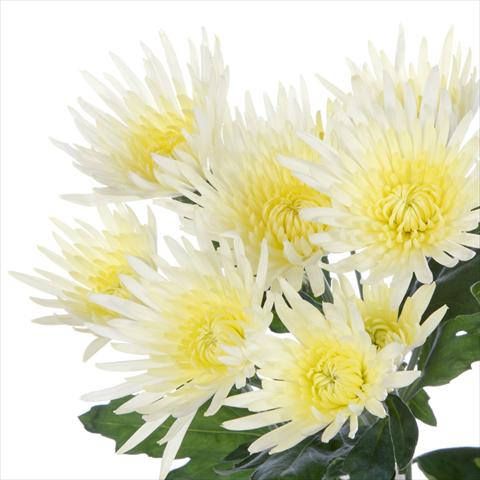 Foto de variedad de flores para ser usadas como: Maceta y planta de temporada Chrysanthemum Anastasia Cream