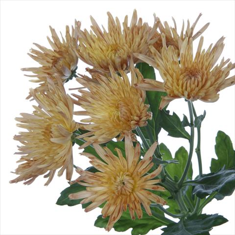 Foto de variedad de flores para ser usadas como: Maceta y planta de temporada Chrysanthemum Anastasia Dark Bronze