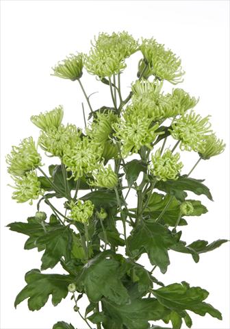 Foto de variedad de flores para ser usadas como: Maceta y planta de temporada Chrysanthemum Anastasia Green