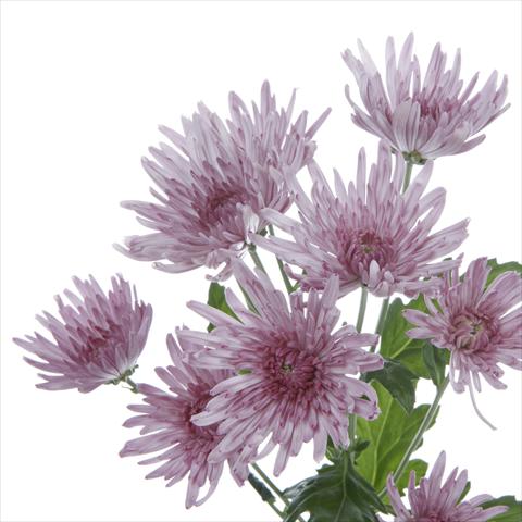 Foto de variedad de flores para ser usadas como: Maceta y planta de temporada Chrysanthemum Anastasia Lilac