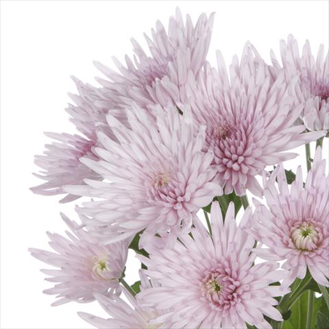 Foto de variedad de flores para ser usadas como: Maceta y planta de temporada Chrysanthemum Anastasia Pink