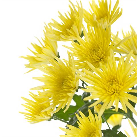 Foto de variedad de flores para ser usadas como: Maceta y planta de temporada Chrysanthemum Anastasia Sunny