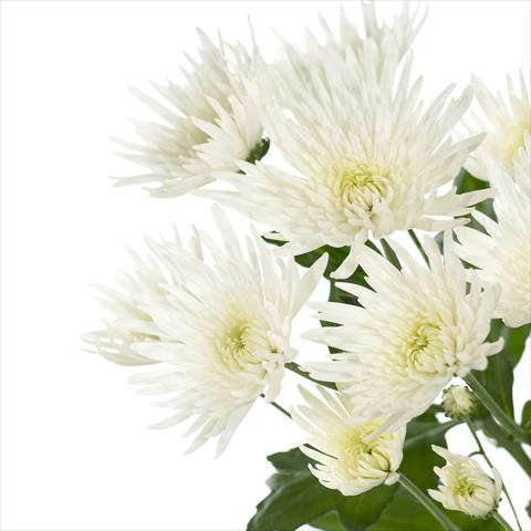 Foto de variedad de flores para ser usadas como: Maceta y planta de temporada Chrysanthemum Anastasia